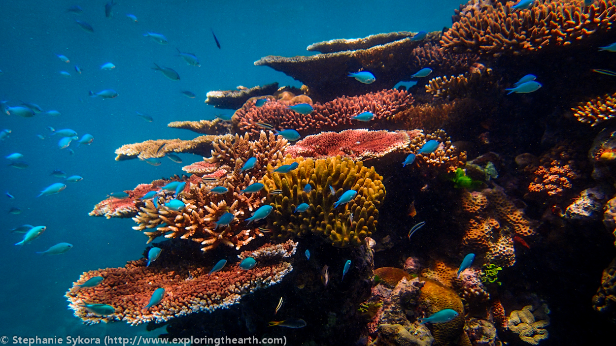great_barrier_reef_coral_fish.jpg